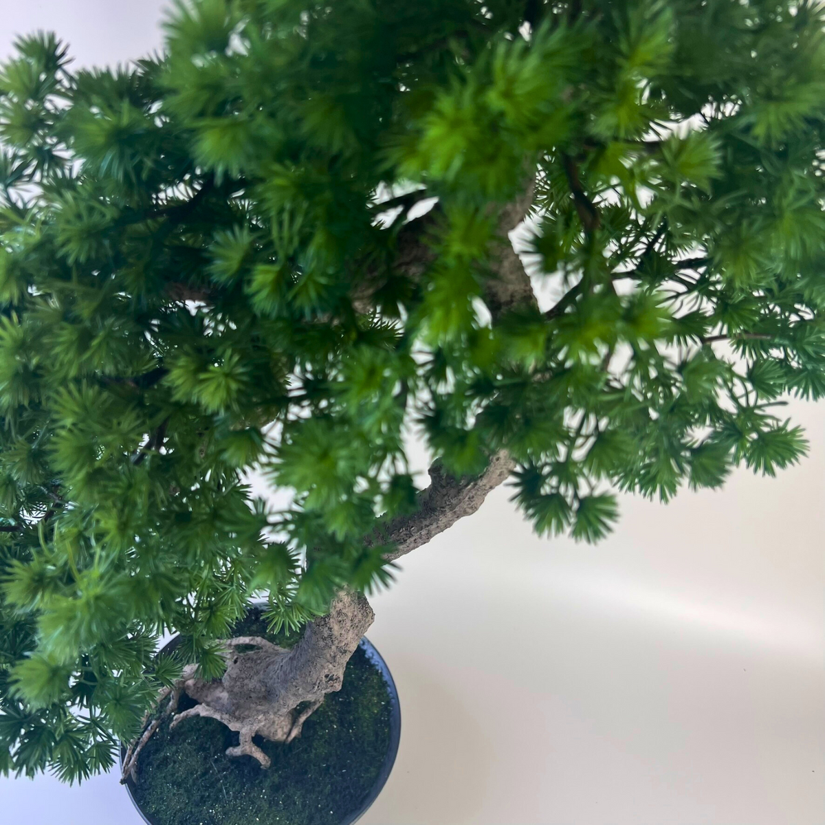 buddhist pine bonsai tree Buddhist Pine Bonsai Artificial 80cm – HG Living Co