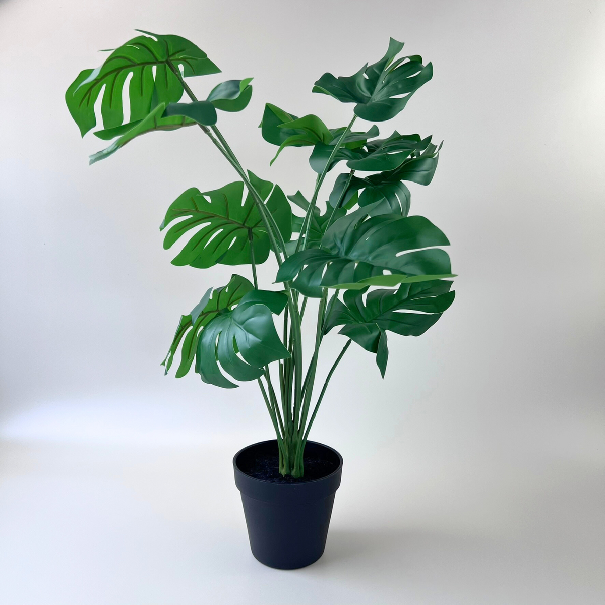 monstera deliciosa buy australia Monstera Plant 55cm – HG Living Co