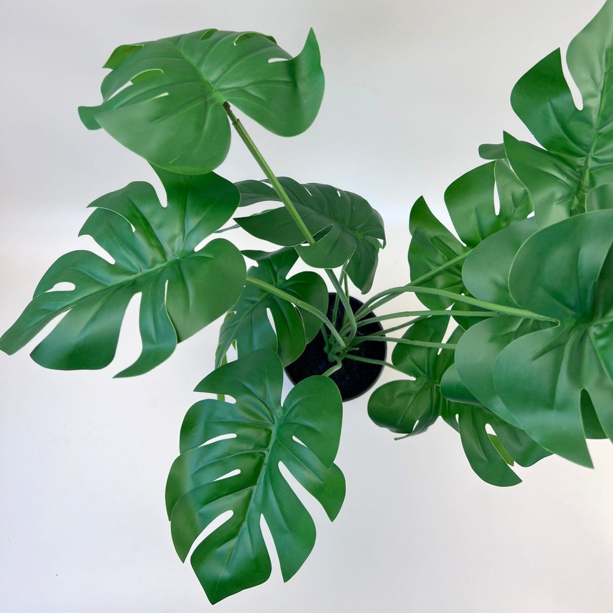 monstera pl Monstera Plant 55cm – HG Living Co