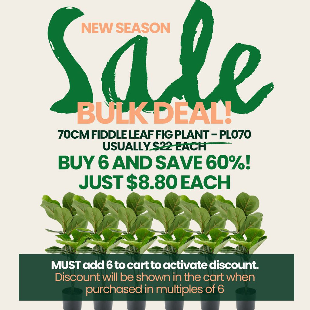 Advertisement for a bulk sale on 70cm Fiddle Leaf Fig plants with promotional text.