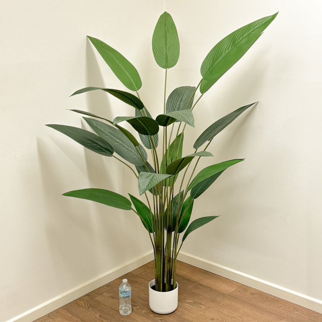 A faux Bird of Paradise plant, 1.8m tall, with multiple stems, and in a white pot