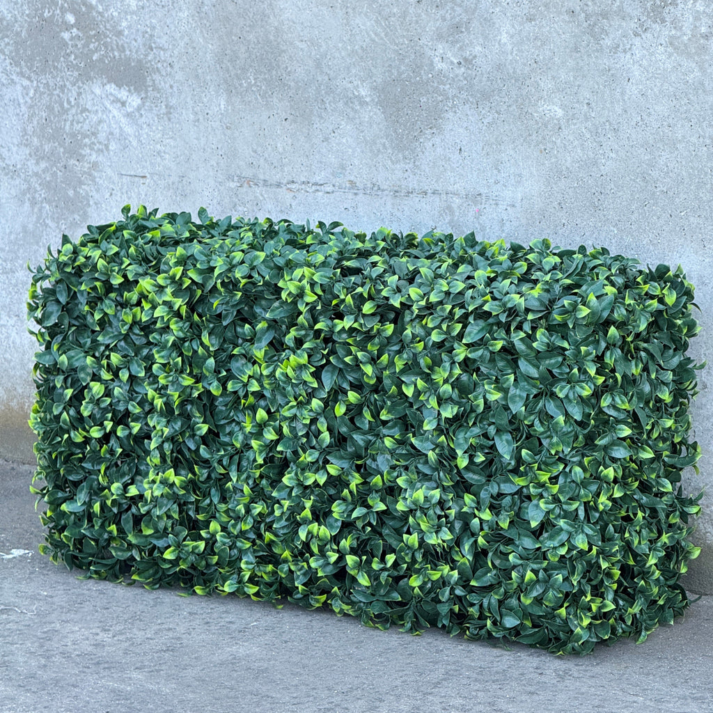 Freestanding Artificial Pittosporum Hedge against a concrete wall