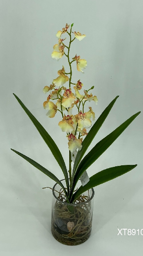 Orchid in Glass Vase 47cm