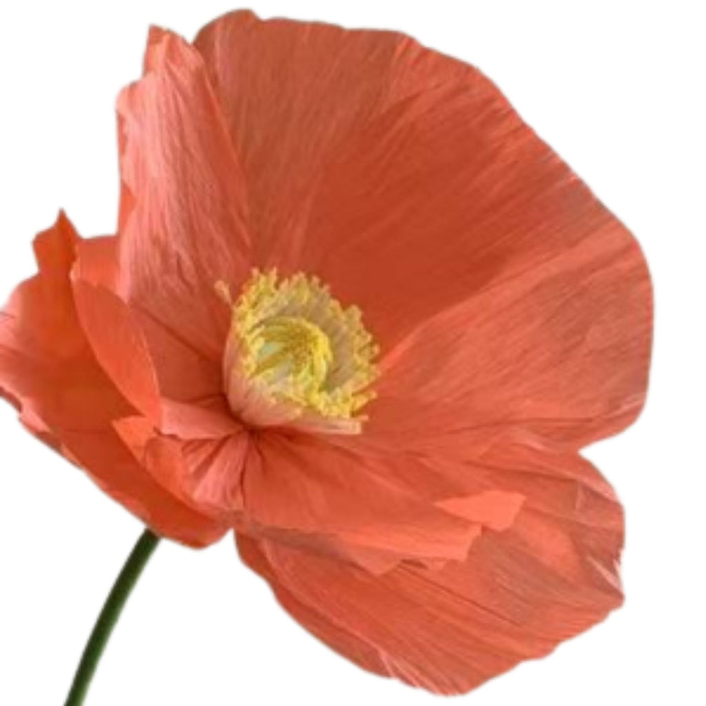 ELLA Giant Peony Paper Flower Orange 40cm