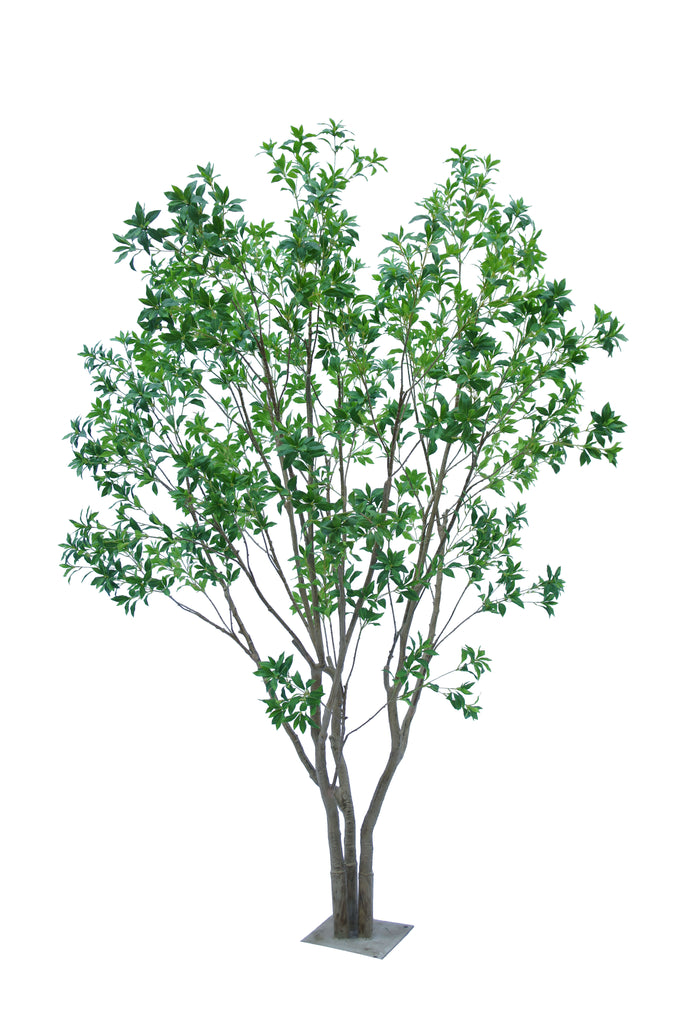 Artificial Japonica tree with green leaves on a white background