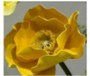 40cm Giant Foam Poppy Flower  - Mustard