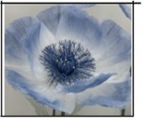 Giant Organza Flower Blue 40cm