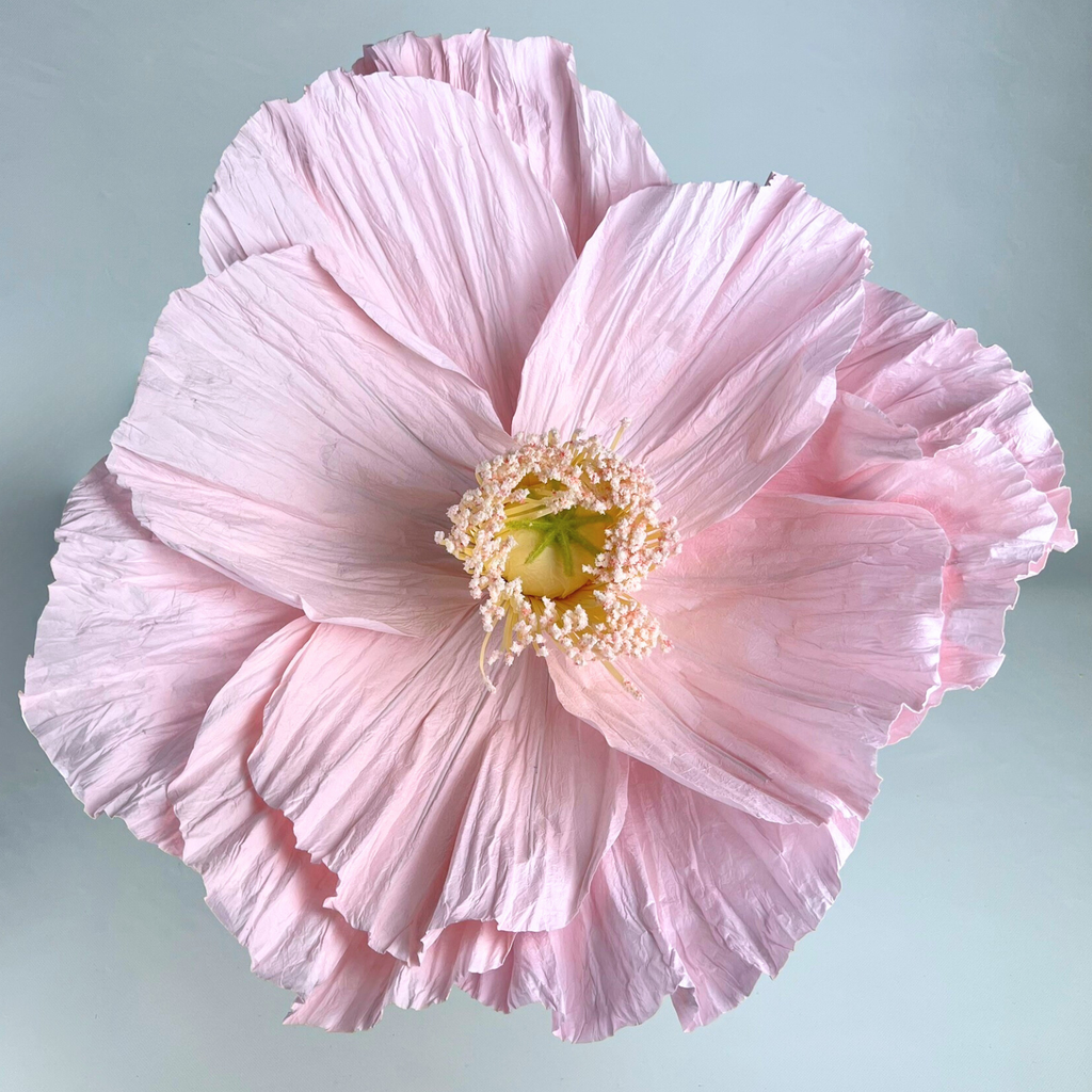 Close-up of the giant Margot paper flower on a beige background