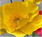 40cm Giant Peony Flower Yellow