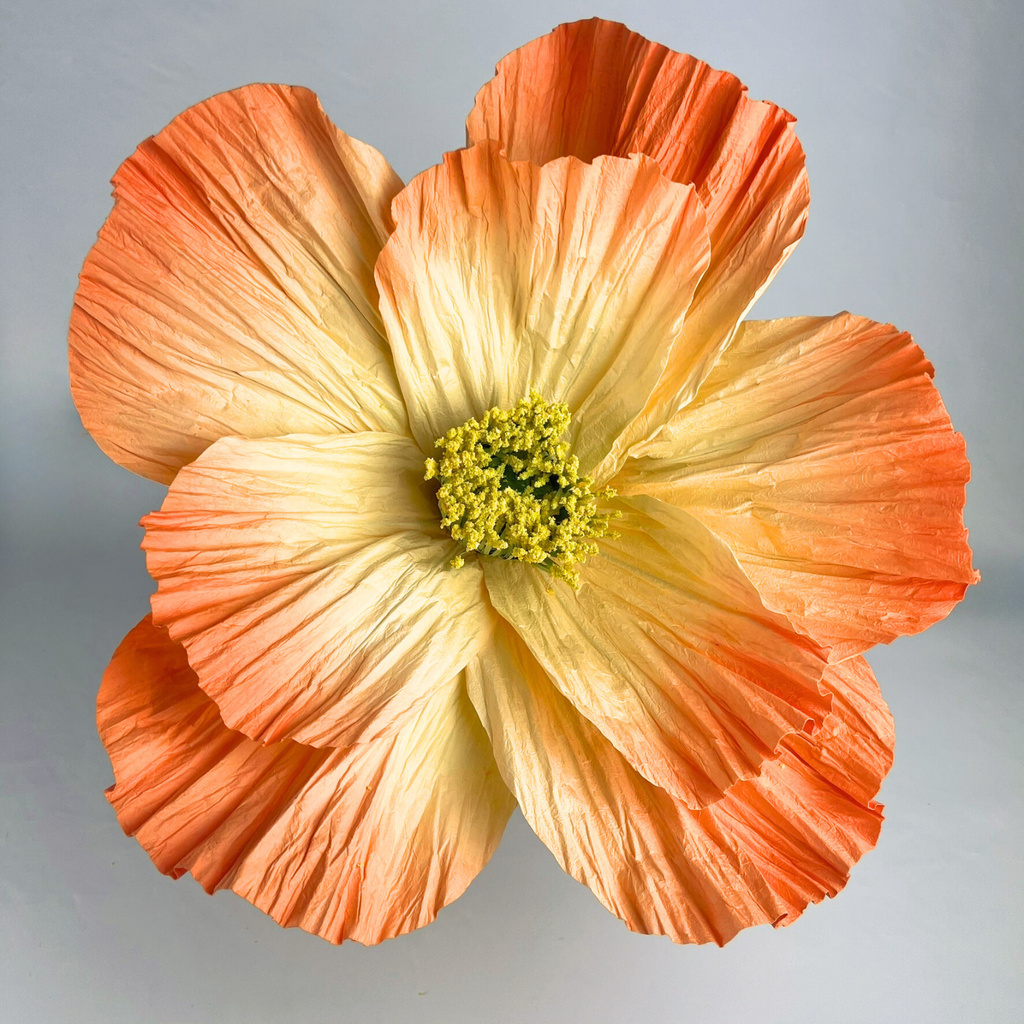 Close up of a flower with orange and yellow petals on a beige background