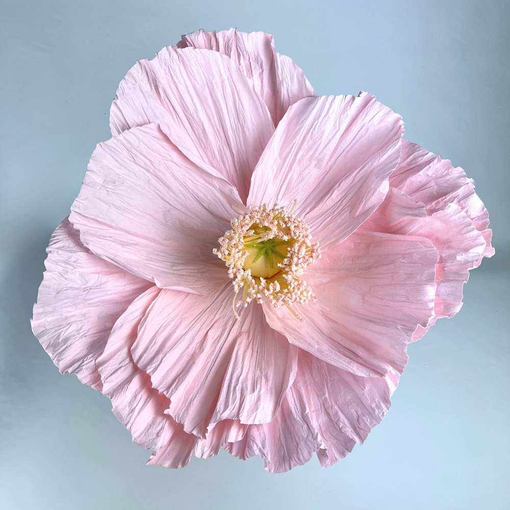 MARGOT Giant Crepe Paper Flower - Pink 40cm