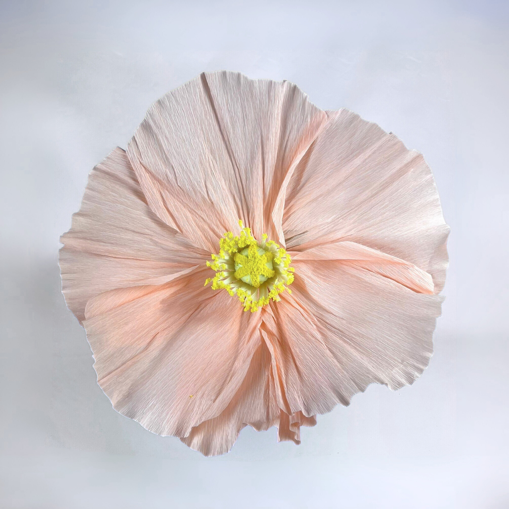 Close-up of the giant charlie pink crepe flower on a beige background 