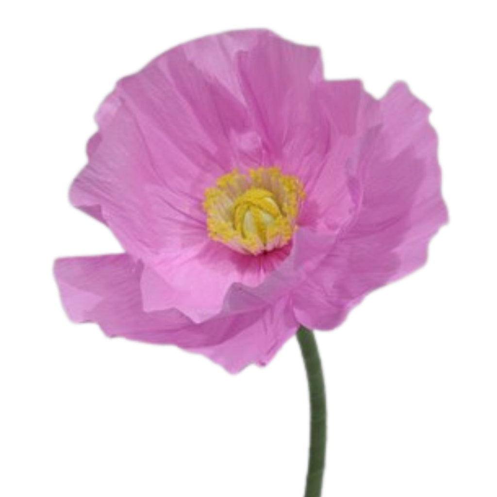 CHARLIE Giant Paper Flower Pink 30cm