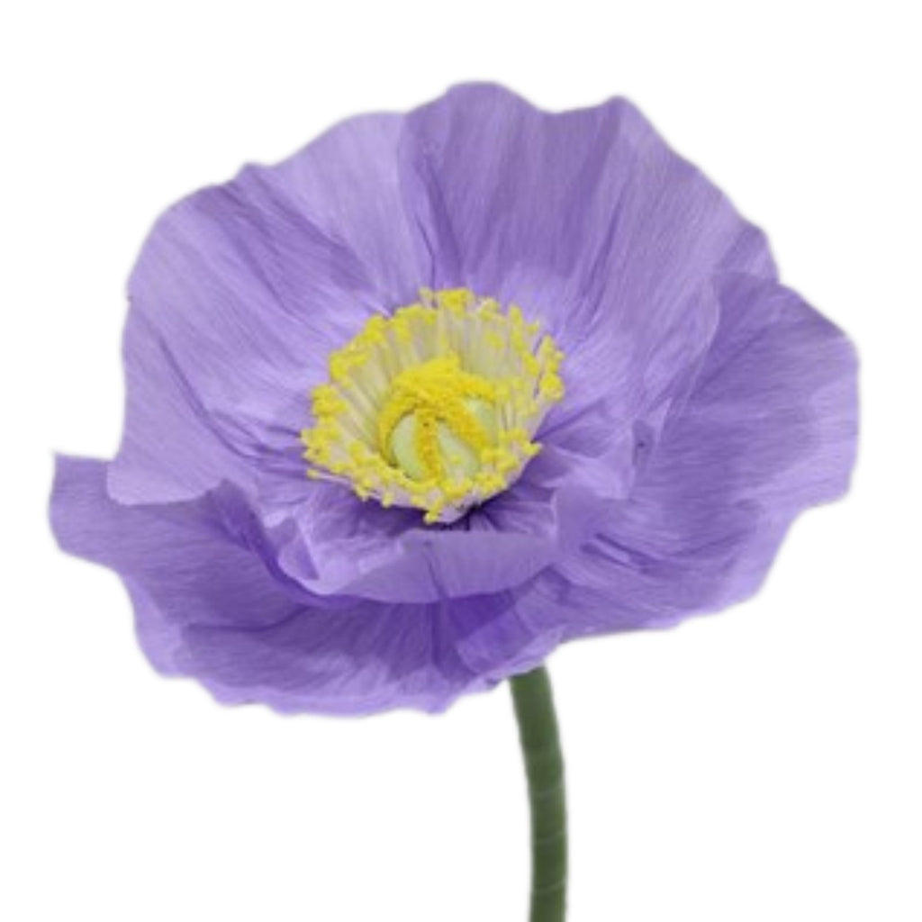 CHARLIE Giant Paper Flower Lilac 40cm