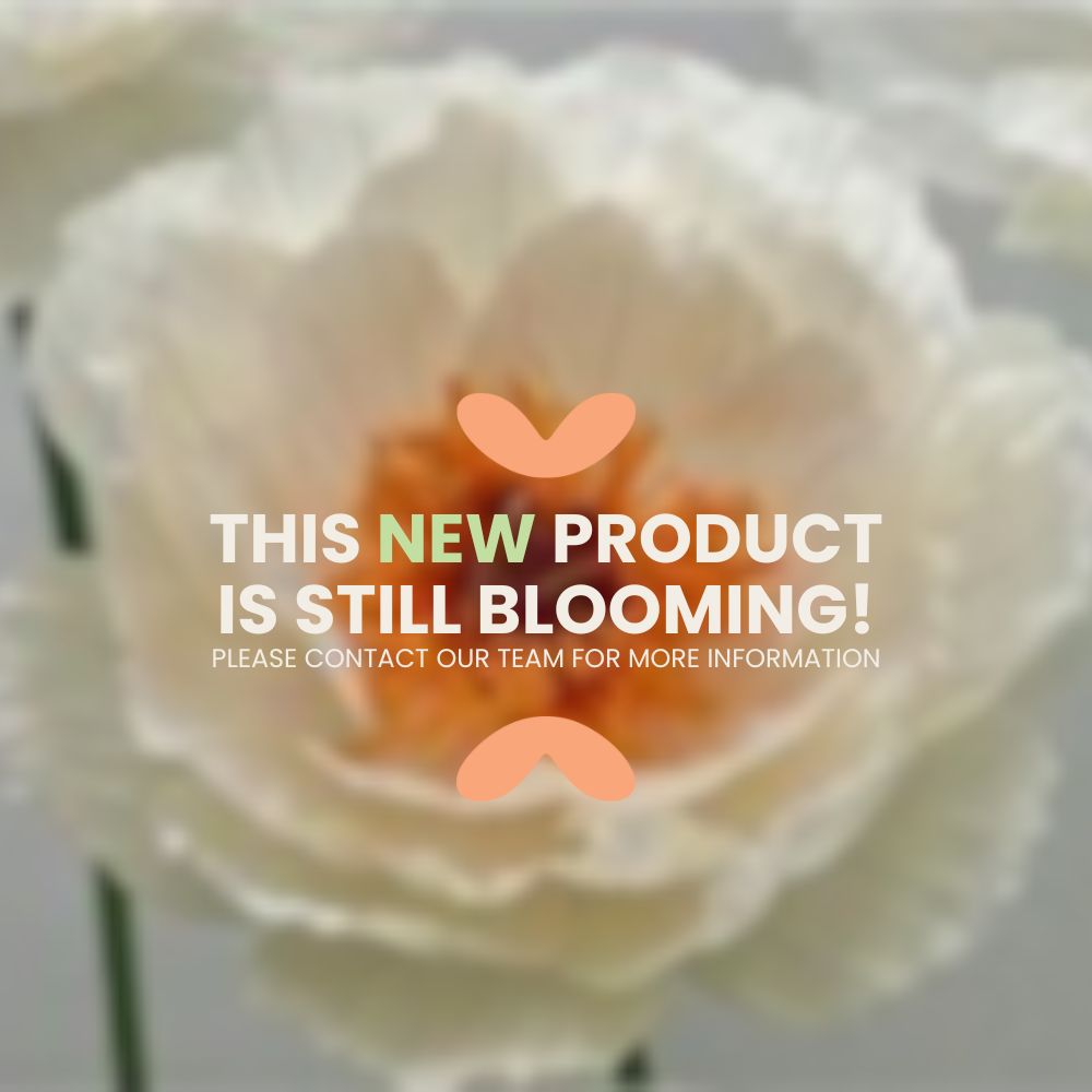 Ella 40cm Giant Peony Paper Flower White/Orange