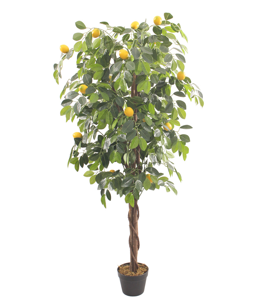 Artificial lemon tree with green leaves and yellow lemons on a white background