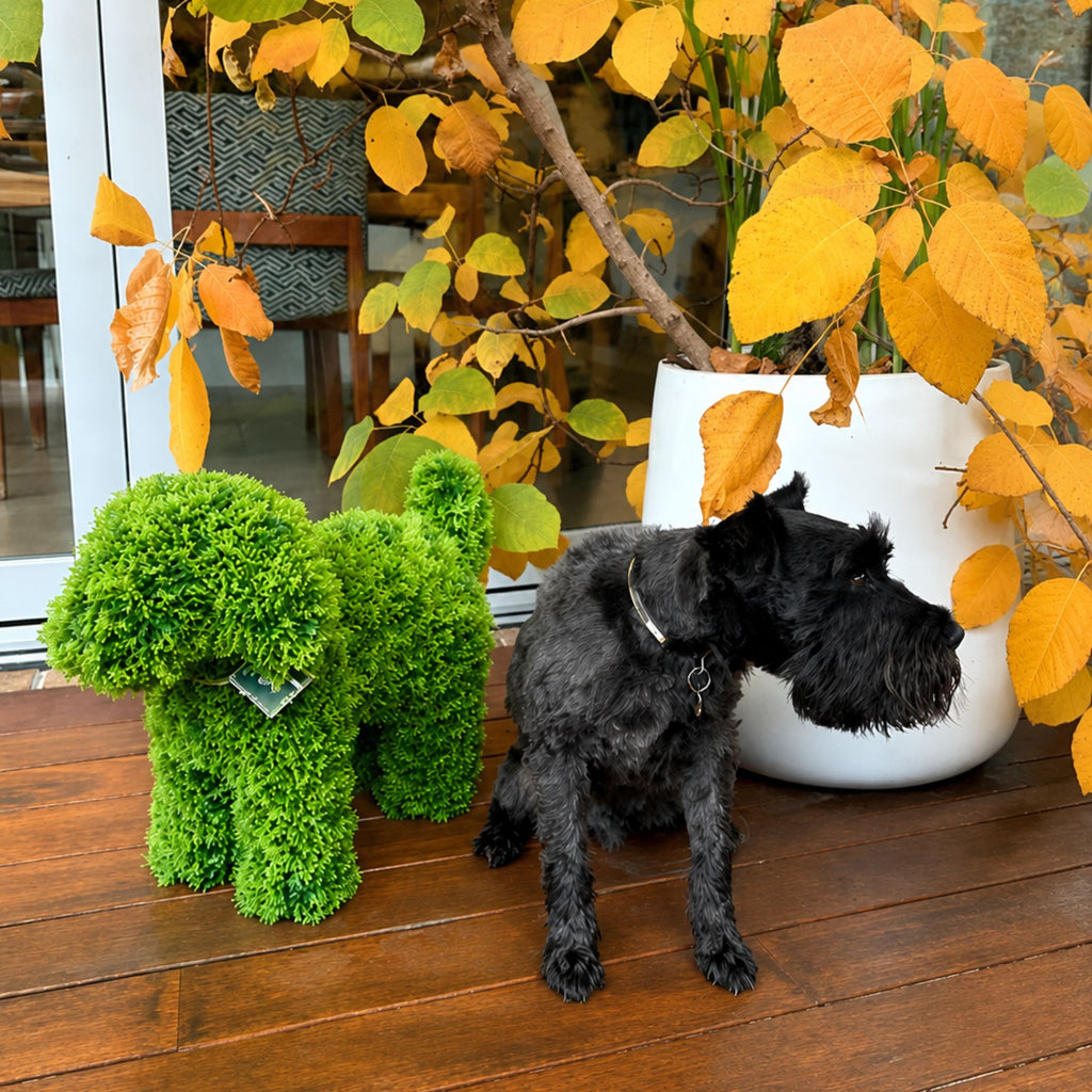 LUNA Topiary Cypress Puppy - Light Green 37cm