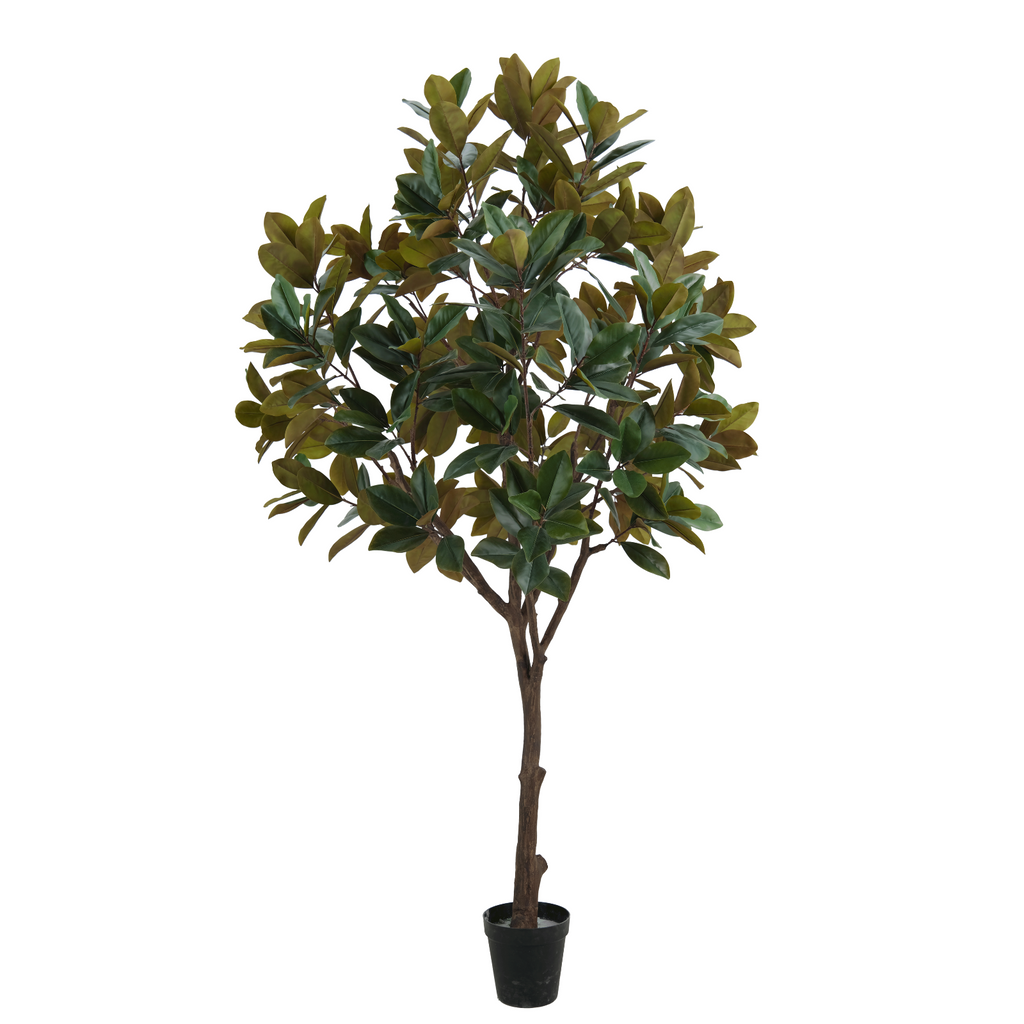 Realistic looking 3M tall Magnolia Tree  potted on a white background