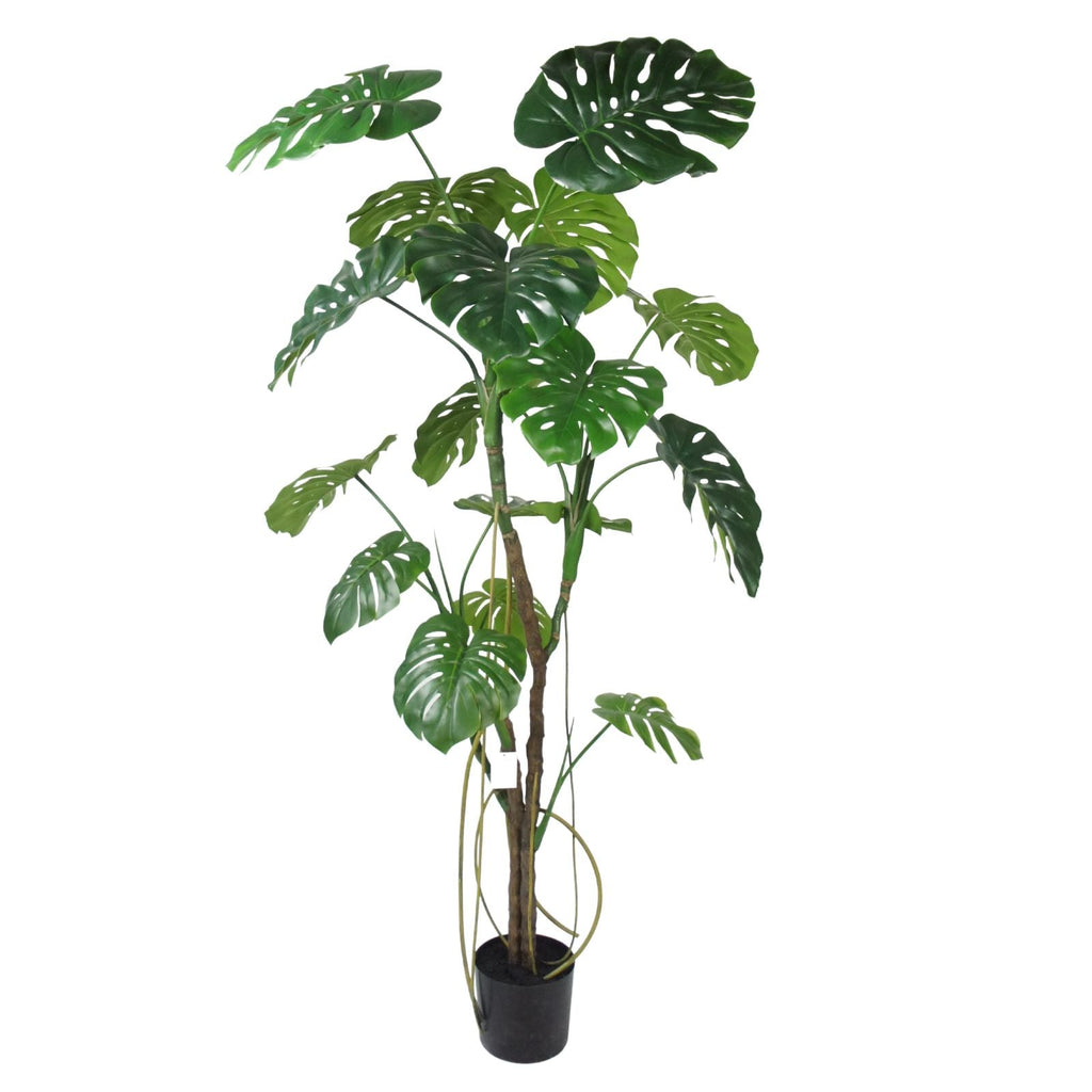 Large Artificial Monstera Deliciosa Plant 180cm on a white background