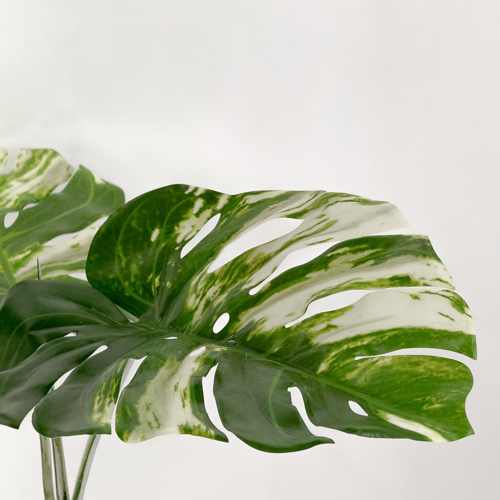 artificial variegated monstera Large Artificial Variegated Monstera Plant 120cm – HG Living Co