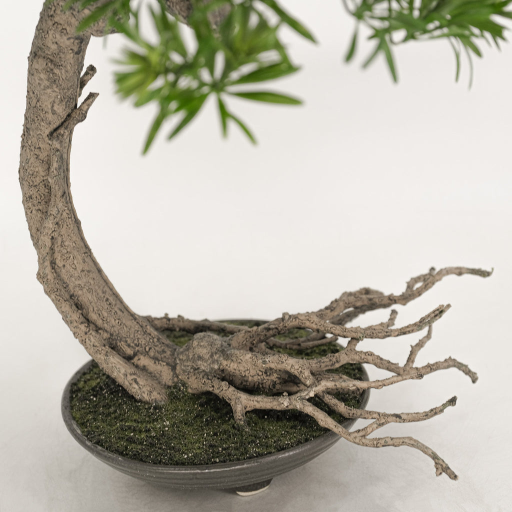 Buddhist Pine Bonsai - Literati 55cm  HG Living Co