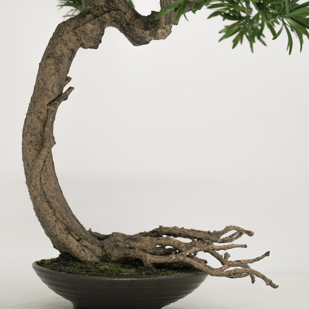 Buddhist Pine Bonsai