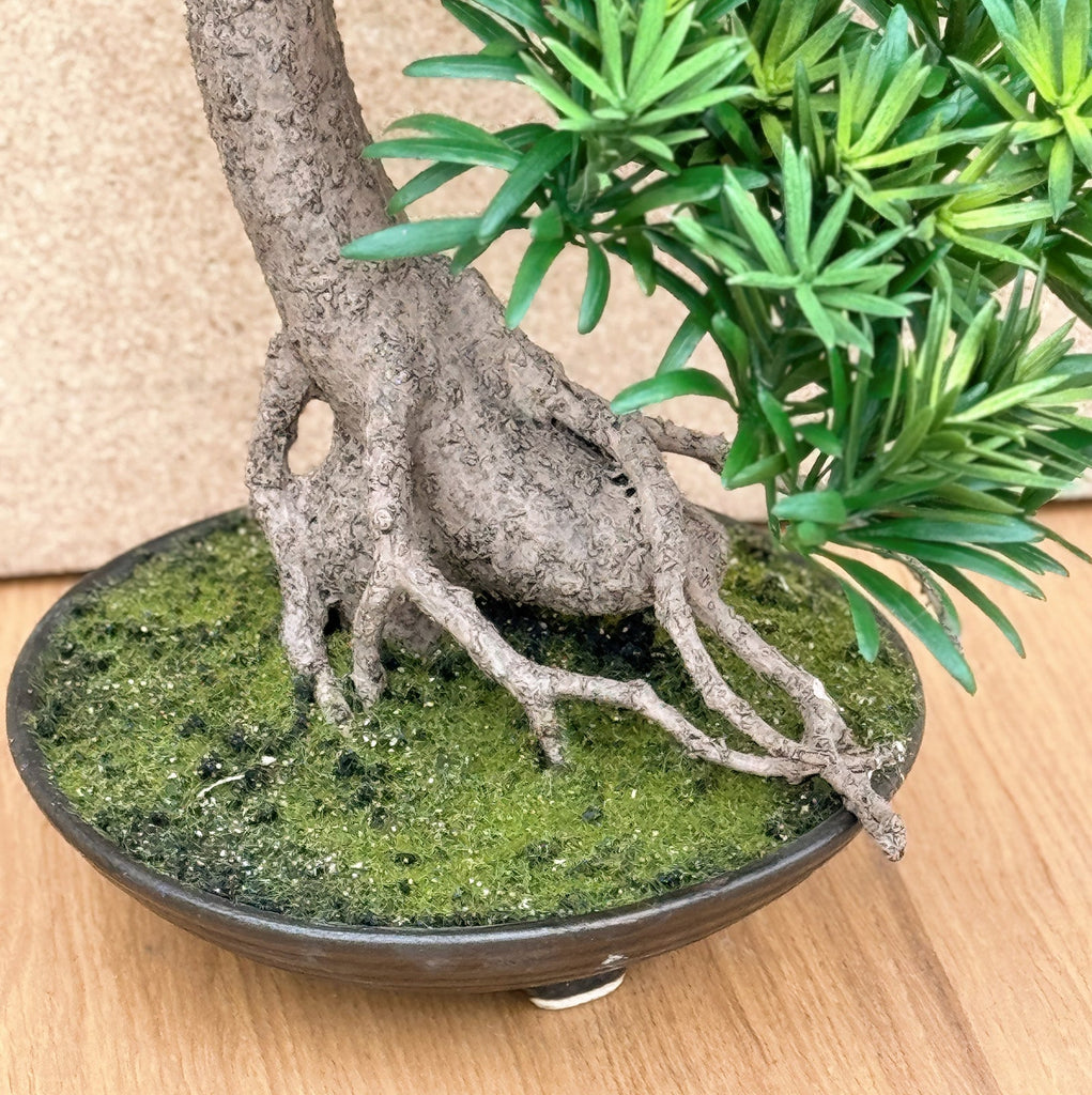 bonsai sharimiki Buddhist Pine Bonsai