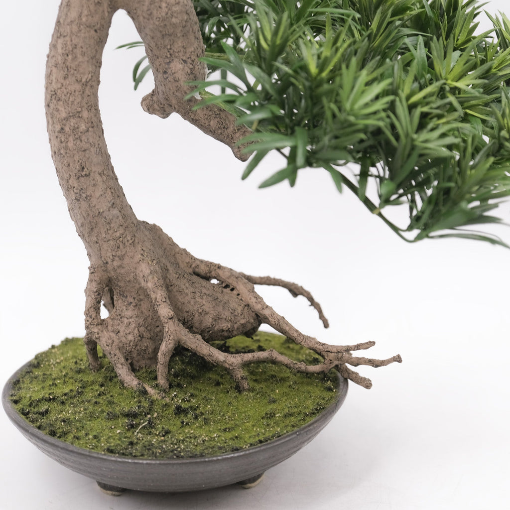 Buddhist Pine Bonsai - 60cm  HG Living Co