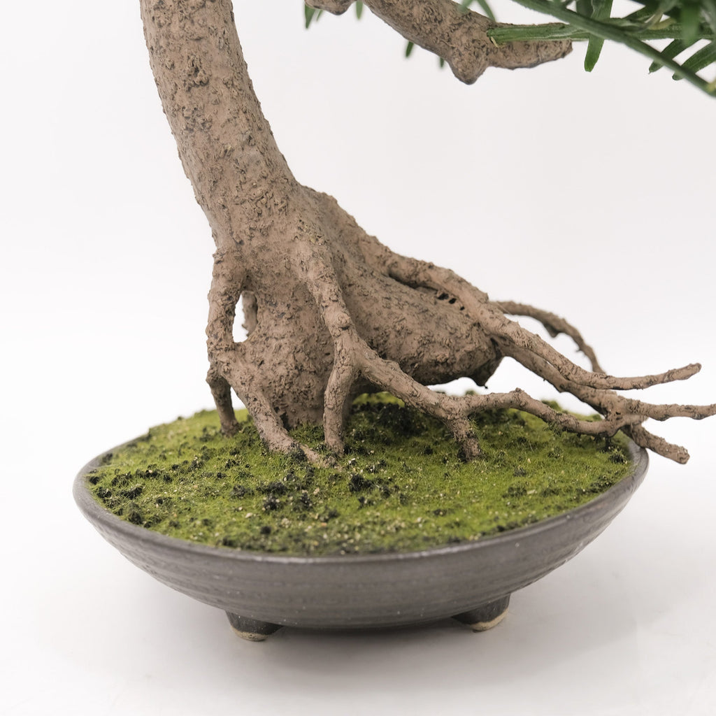 Buddhist Pine Bonsai