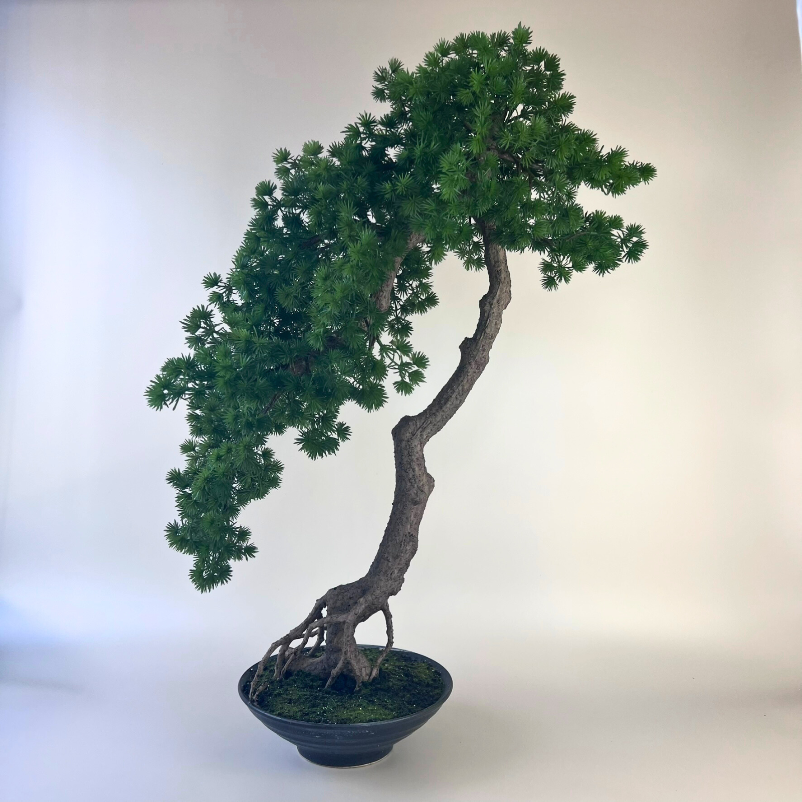 indoor plants name Low-Light Houseplant