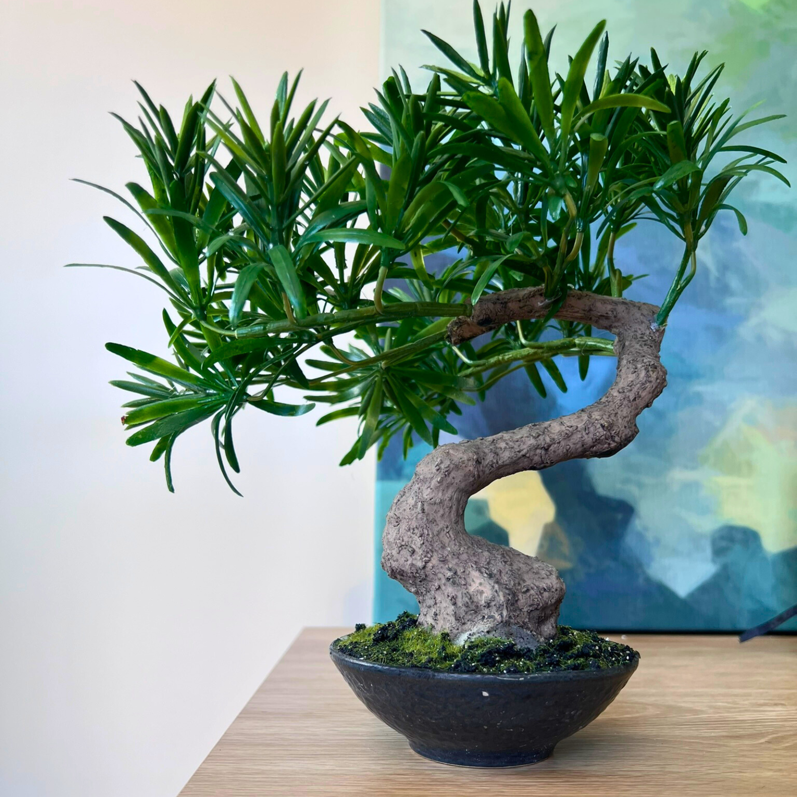 Buddhist Pine Bonsai 28cm – HG Living Co