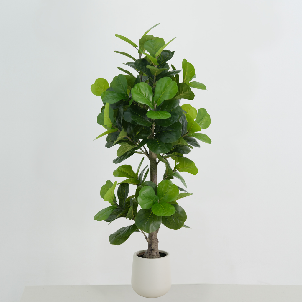 Fiddle Leaf Fig Artificial Tree - 180cm in pot