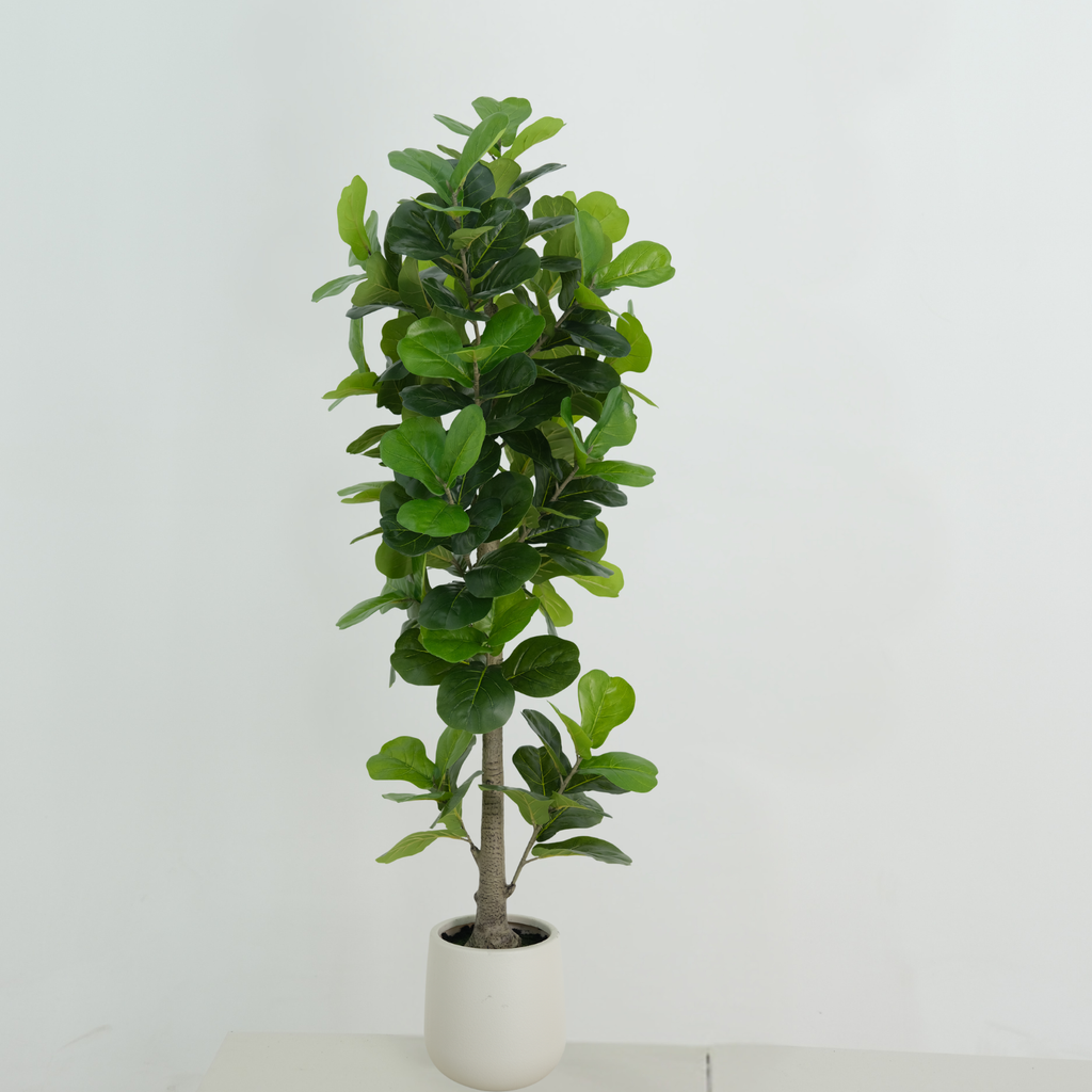 Fiddle Leaf Fig Faux Tree - 210cm in pot