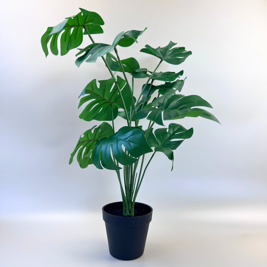 Monstera Plant 55cm