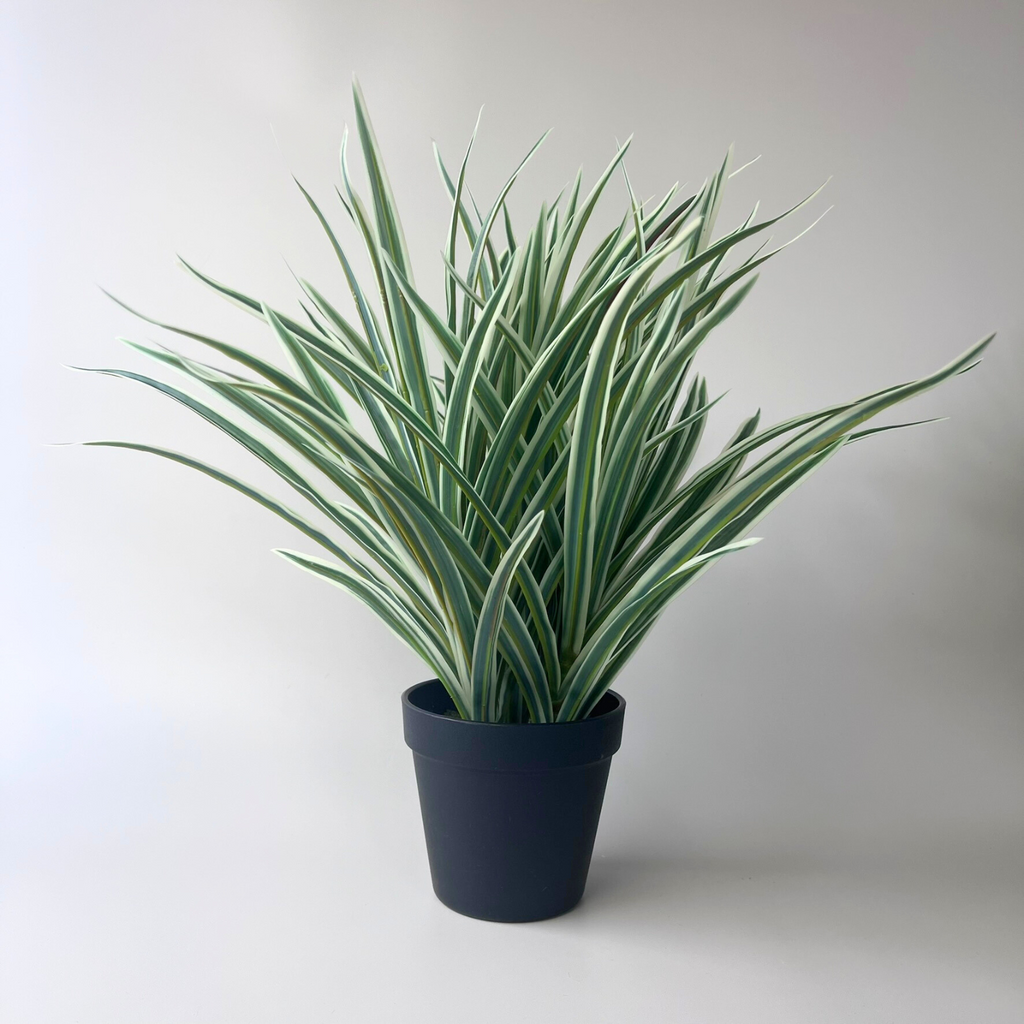 Large Spider Plant Bush 40cm