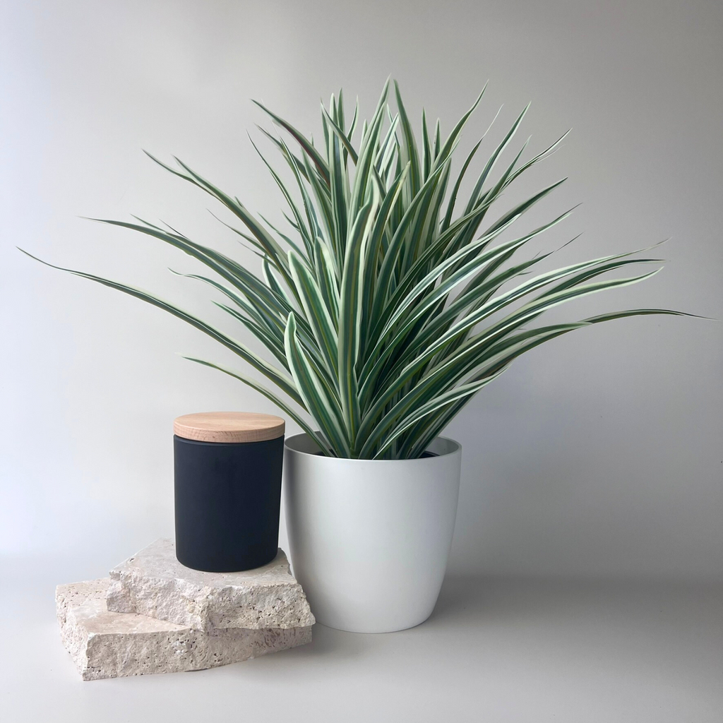 Large Spider Plant Bush 40cm