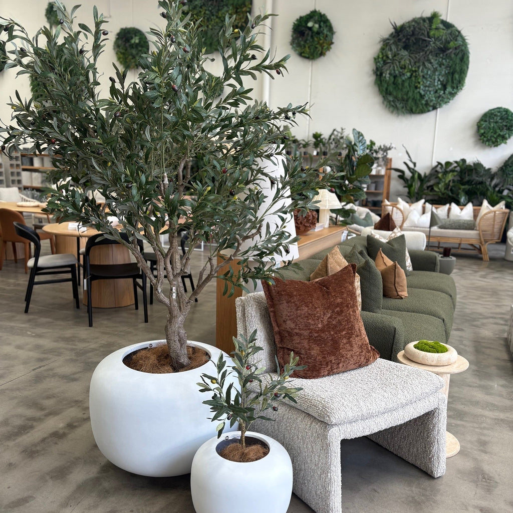 Olive Tree Wide 180cm