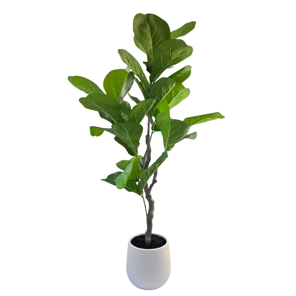 Fiddle Leaf Fig 110cm
