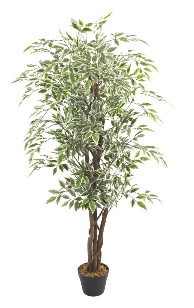 Ficus Variegated with Wooden Trunk Artificial Tree - 150cm