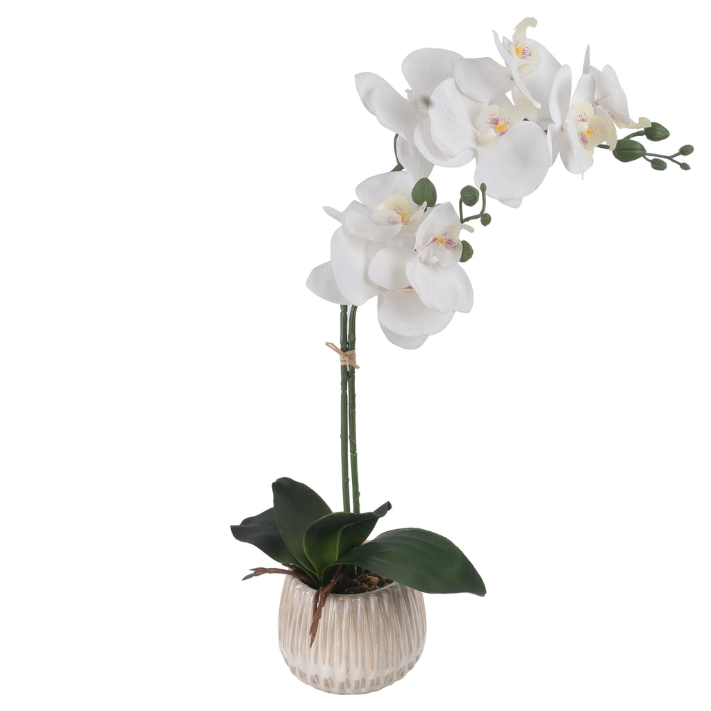 Phalaenopsis Orchid in Textured Planter White 58cm