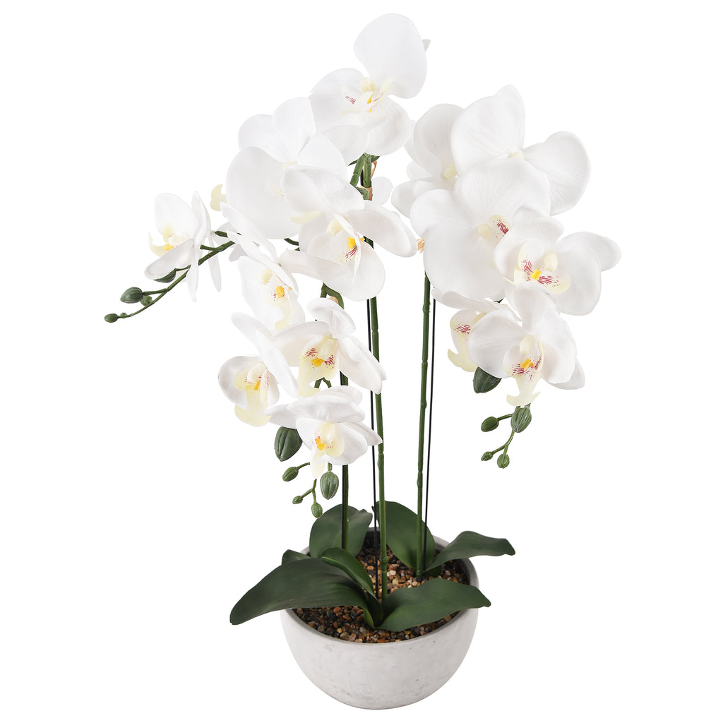 Phalaenopsis Orchid in Concrete Planter White 65cm
