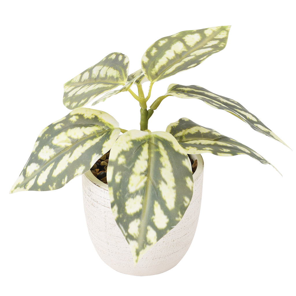 Watermelon Pilea Plant in White Planter 17cm