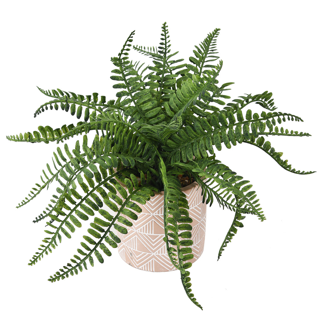 Boston Fern in Clay Aztec Planter 28cm