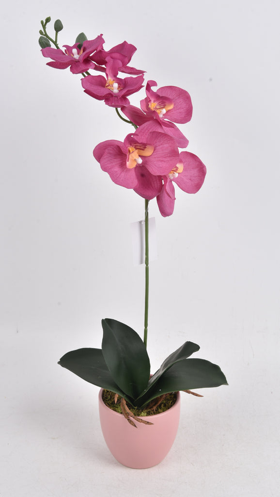 Phalaenopsis Orchid in Pink Planter Deep Purple 61cm