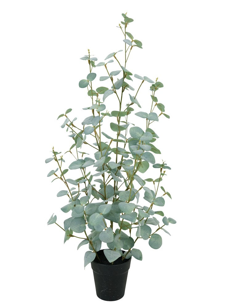 Eucalyptus String Dollar Gum Plant 90cm