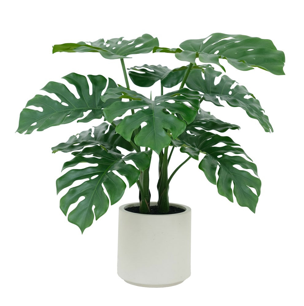 Monstera in White Pot 70cm