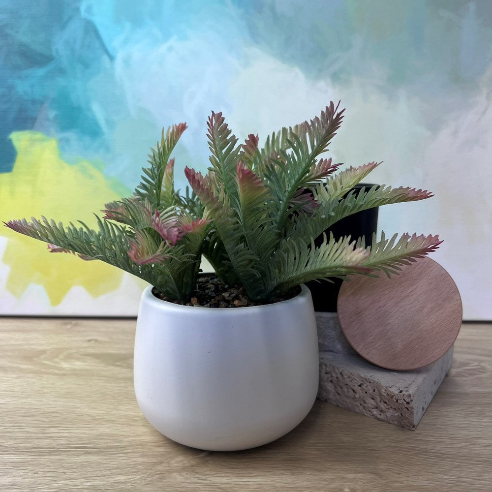 Succulent Plant in White Pot – Green/Red Tips 18cm