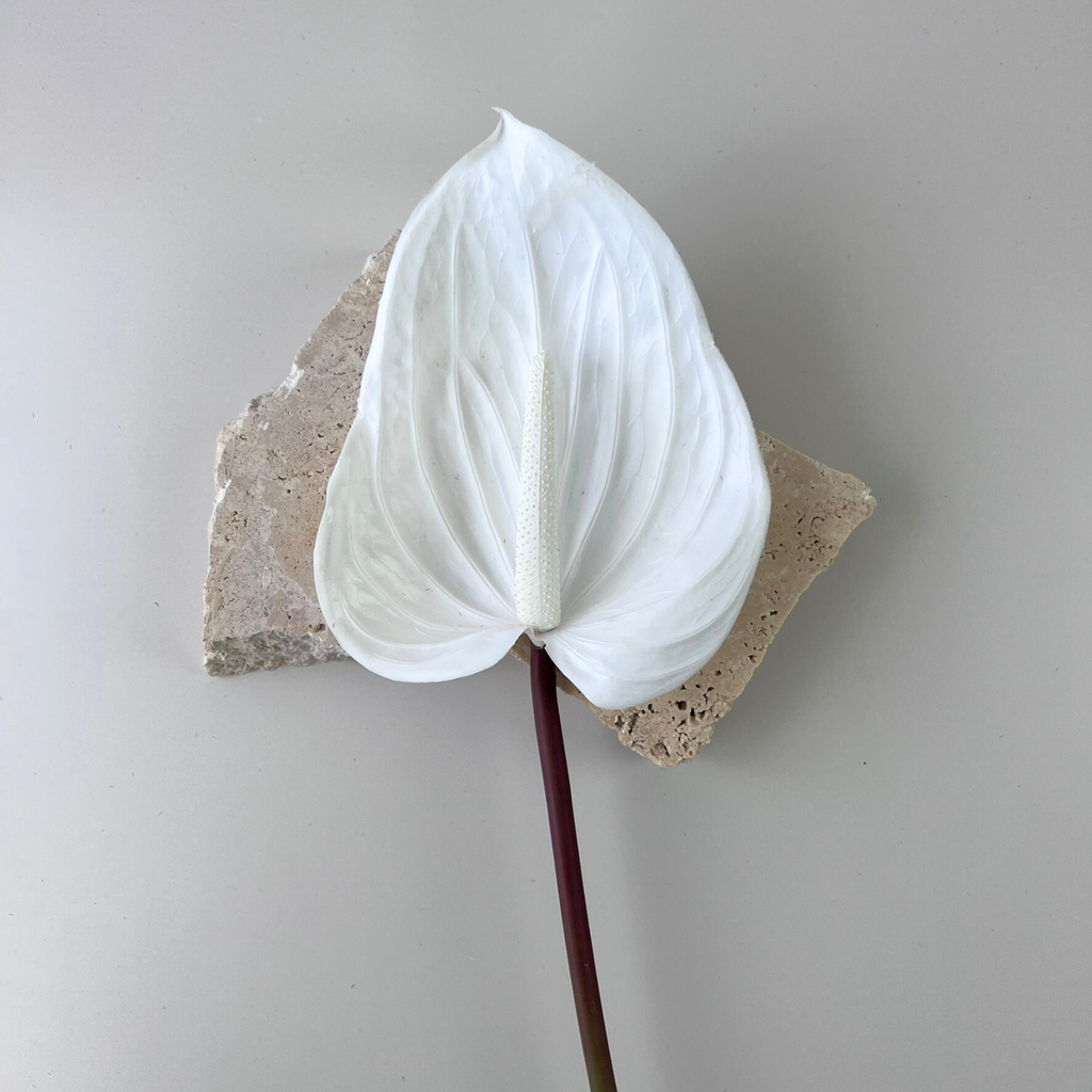 Real Touch Anthurium Large - White