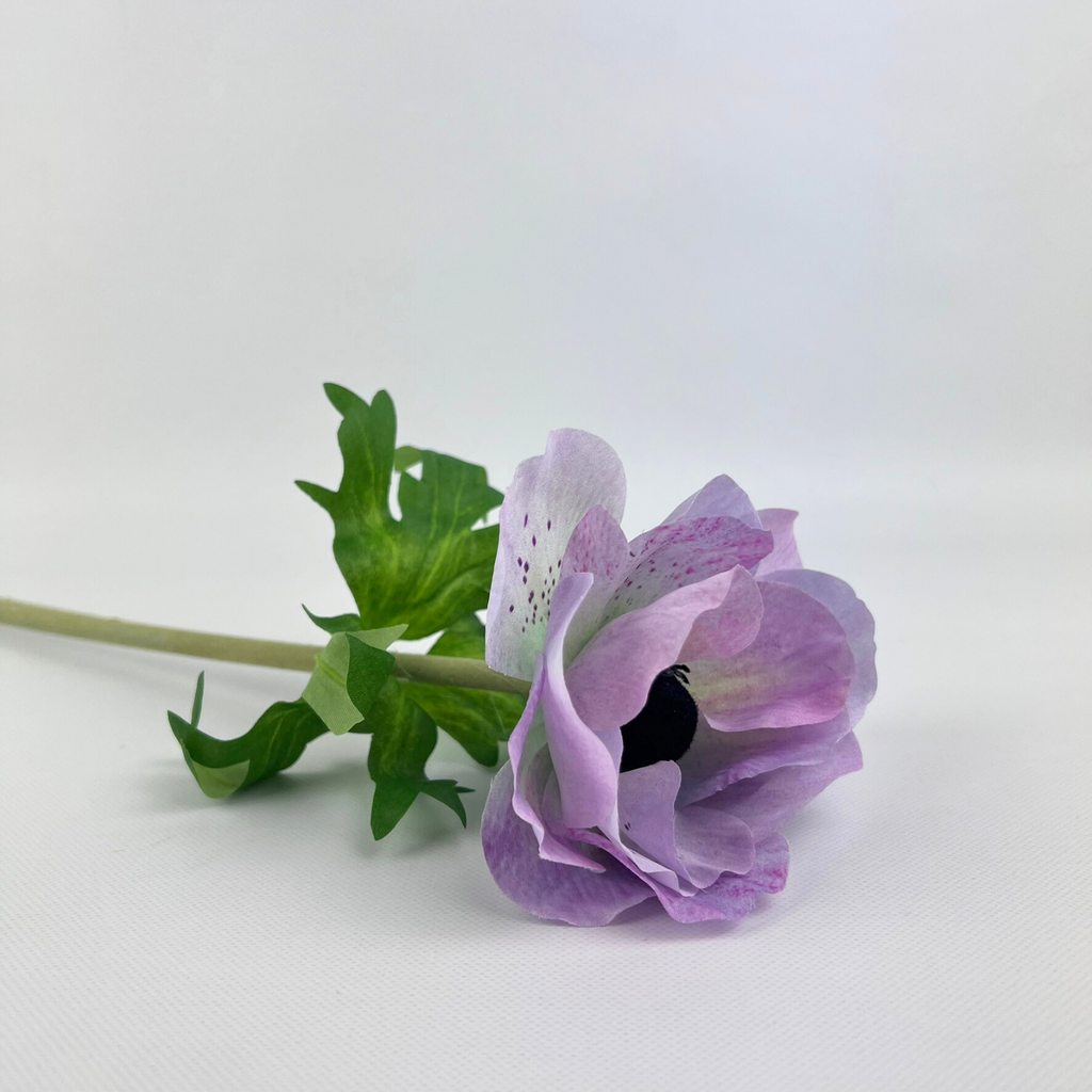 The rich details of the Anemone in colours white and pink 