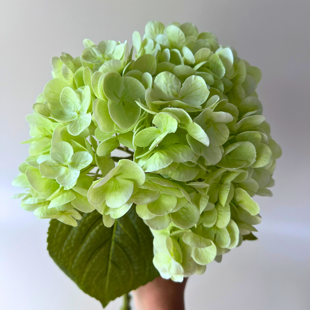 Green hydrangea held by the stem showing the beautiful green blooms 